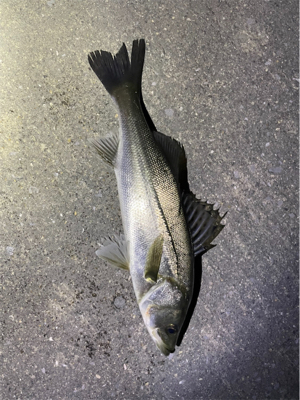 リバーシーバス