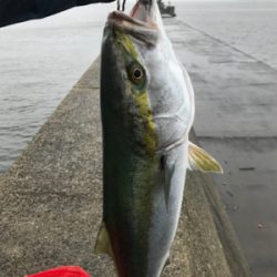 はじめてのブリ