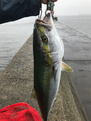 はじめてのブリ