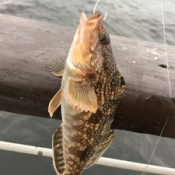 シラサエビでアコウ