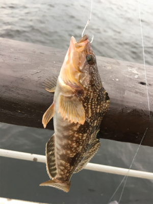 シラサエビでアコウ