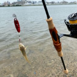 ハゼクラにどハマり