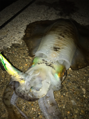 久しぶりにアオリイカ  GET＼(^o^)…