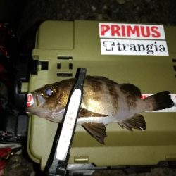 メバリング@貝塚