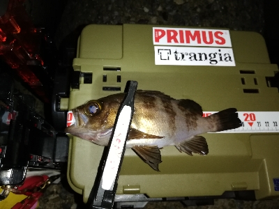 メバリング@貝塚