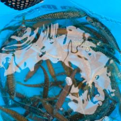 さびき入れ食い