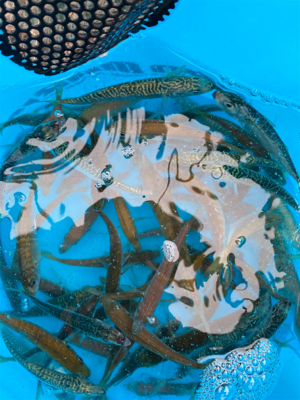 さびき入れ食い