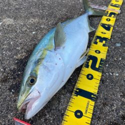 久しぶりの青物