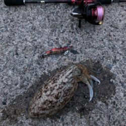 仕事帰りのエギング！