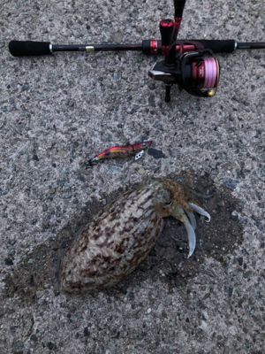 仕事帰りのエギング！