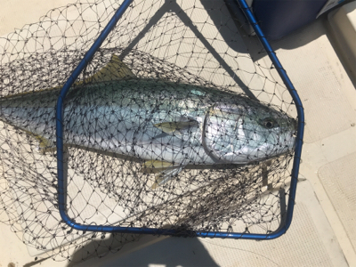 ライトジギング