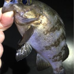 明石で梅雨メバル