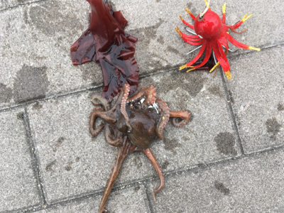 小鯖&豆サバは高活性、タコは何処へ…