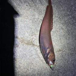 ロックフィッシュ！