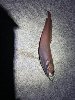 ロックフィッシュ！