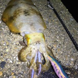 潮の変化でアオリイカGET＼(^o^)／