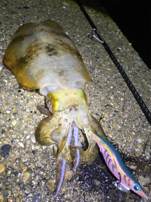 潮の変化でアオリイカGET＼(^o^)／