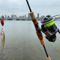 ハゼクラ　淀川