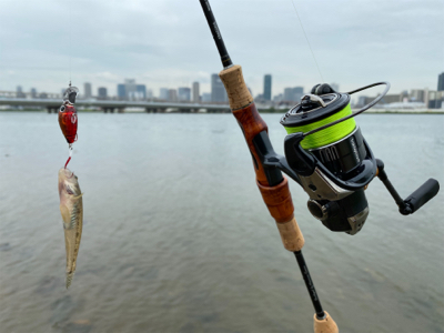 ハゼクラ　淀川