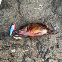 青物は出現せず。