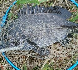 『釣りデビュー❤』179日目✨