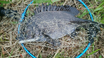 『釣りデビュー❤』179日目…