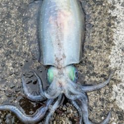 2021年初の春イカ