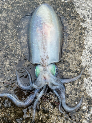 2021年初の春イカ