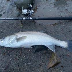 マイクロベイトパターン