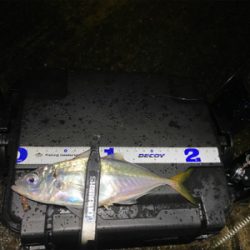 最近投稿ないので投稿南港アジング