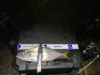 最近投稿ないので投稿南港アジング