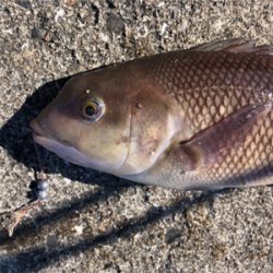 コブダイからのチヌ