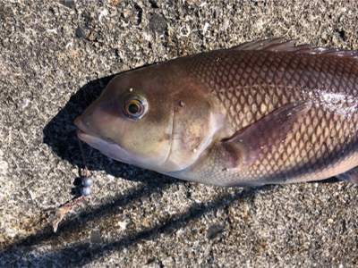 コブダイからのチヌ