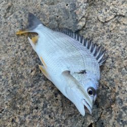 夕方のぶっ込み釣り