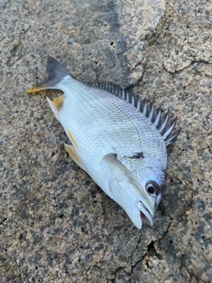 夕方のぶっ込み釣り