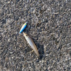 ライト五目釣り