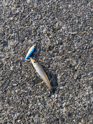 ライト五目釣り