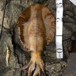 アオリはいっぱいいるのに…