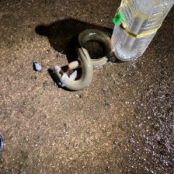 今年初の天然うなぎをゲット！！