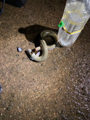 今年初の天然うなぎをゲット！！