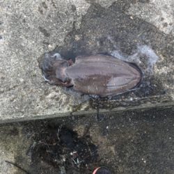 アオリイカを求めて