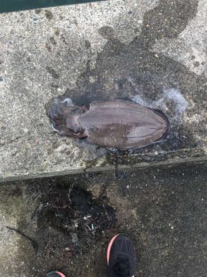 アオリイカを求めて