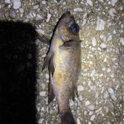 鯖だらけ時々メバル