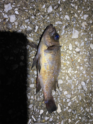 鯖だらけ時々メバル