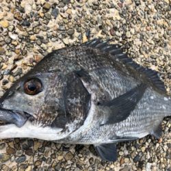 雨上がりの朝、チネ乱舞