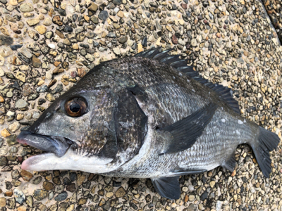 雨上がりの朝、チネ乱舞