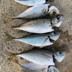 アジング復活‼︎と安定？のタコ