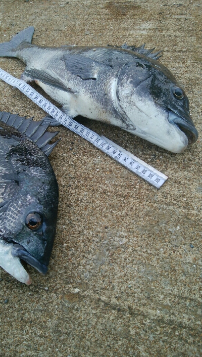 『釣りデビュー❤』180日目⭐