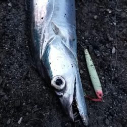 タチウオの時合い／夕マヅメ