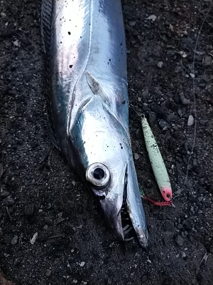 タチウオの時合い／夕マヅメ